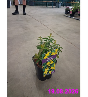 Hypericum calycinum C 1,4 L